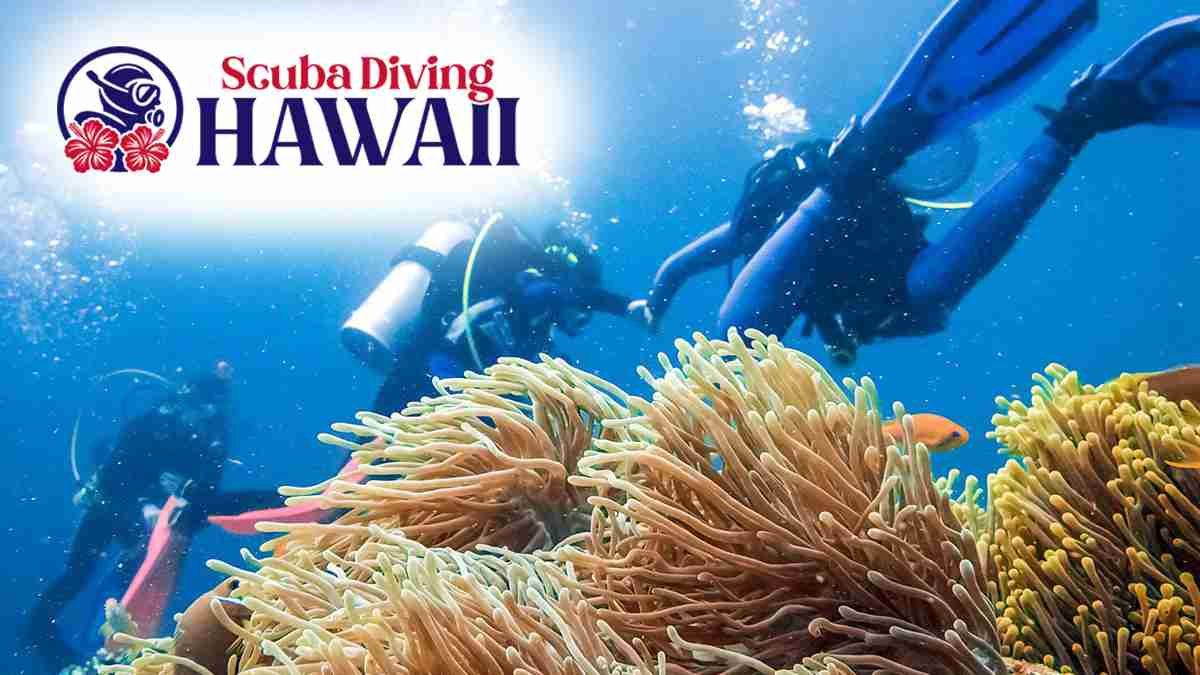 Hawaii Diving Pool Discover the Best Scuba Diving in Hawaii | Dive Into Adventure